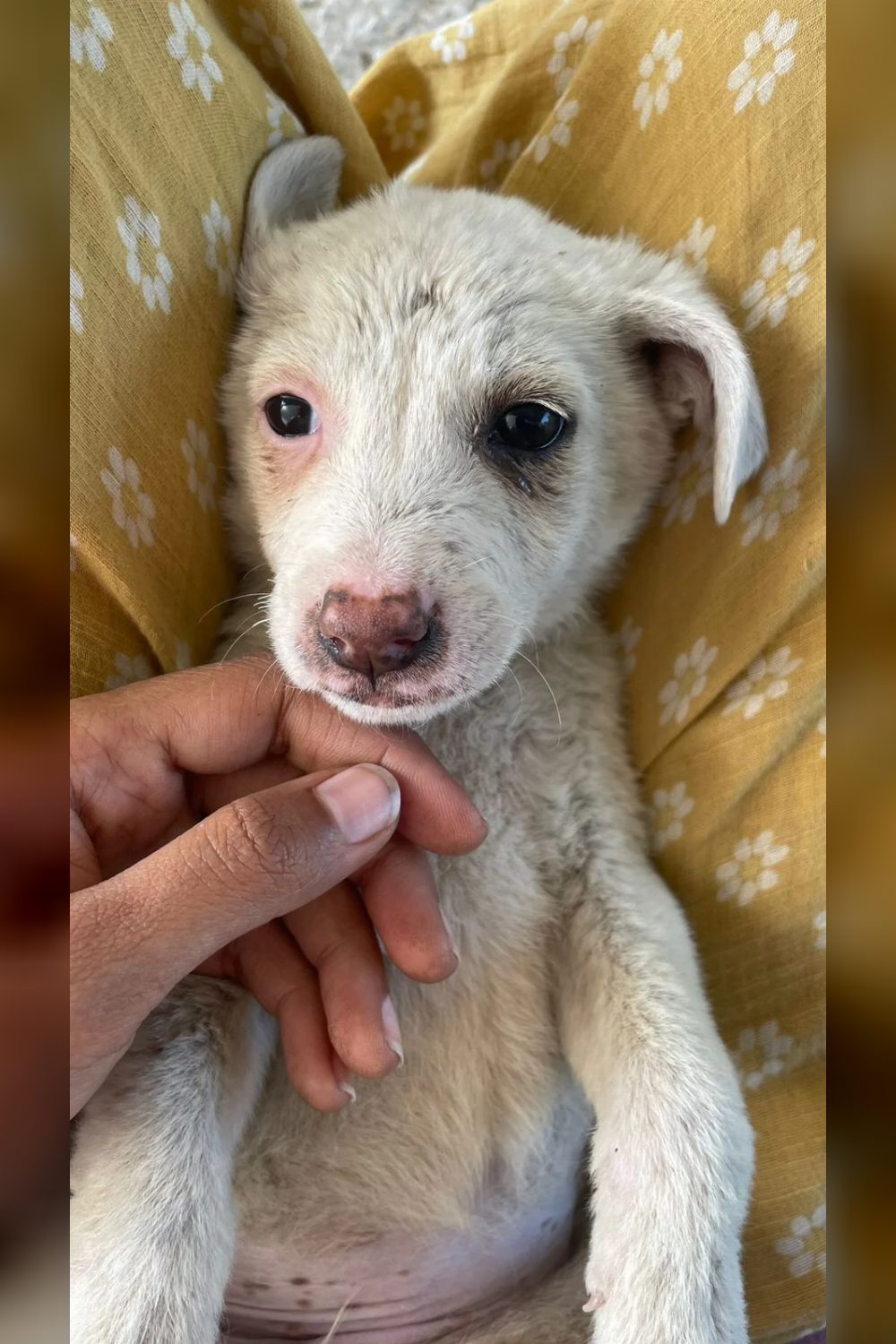 Four-month-old dogs up for adoption in Delhi.