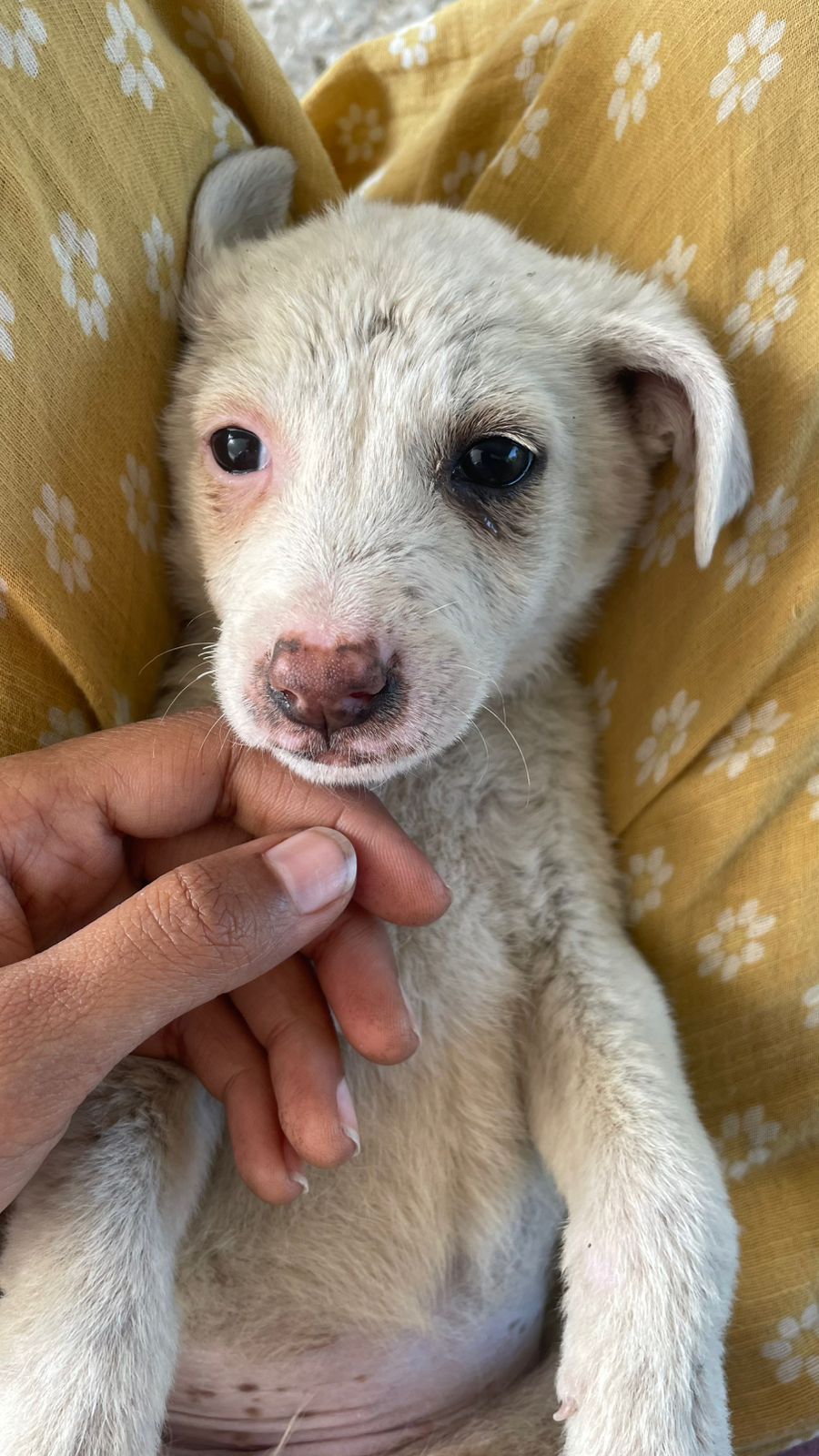 Four-month-old dogs up for adoption in Delhi.