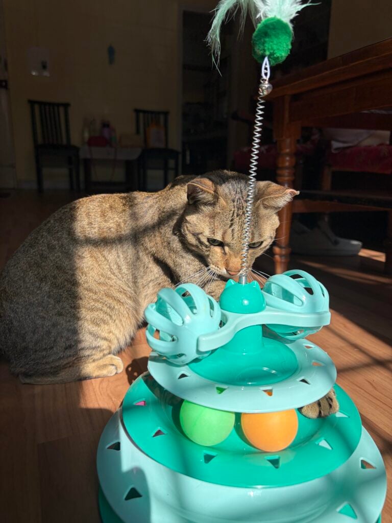 Adopt Taco