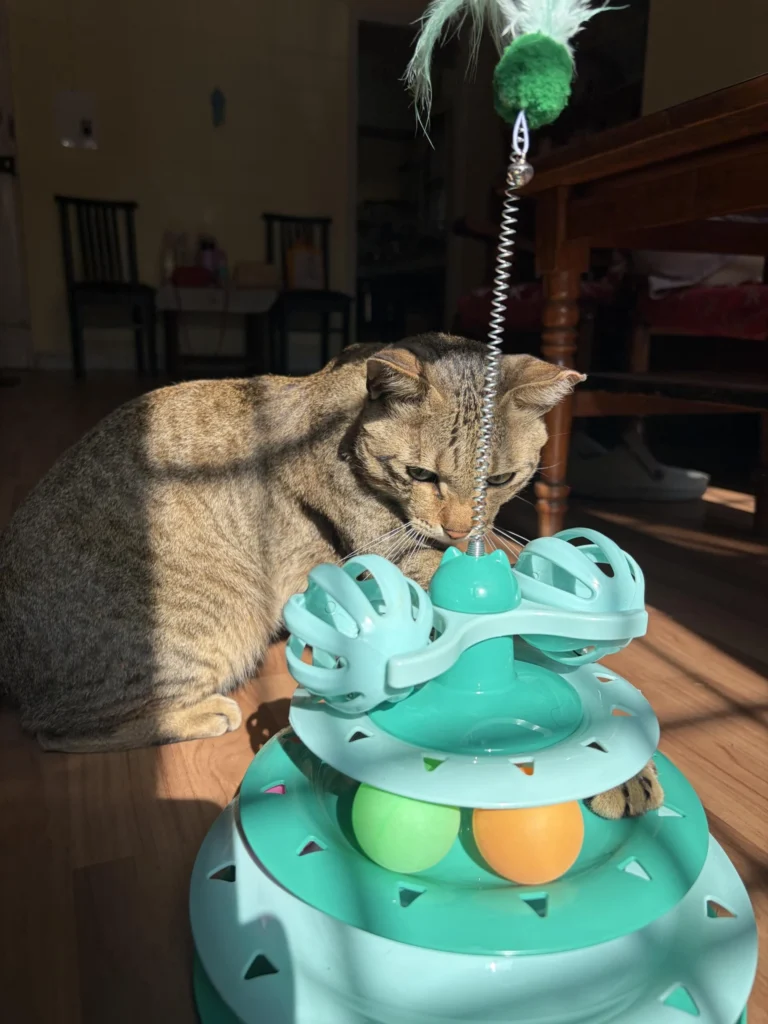 Adopt Taco