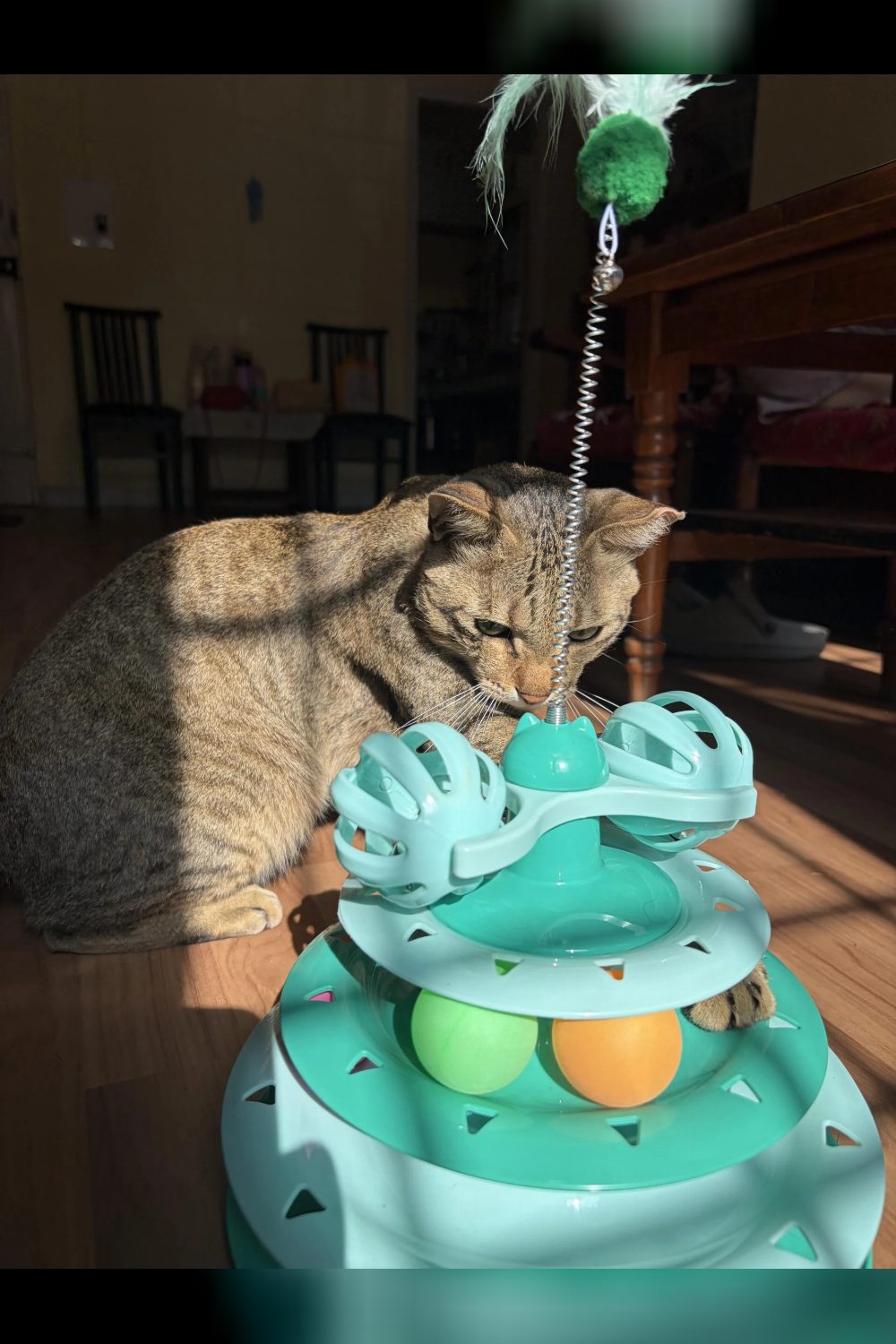 Adopt Taco — Bengaluru