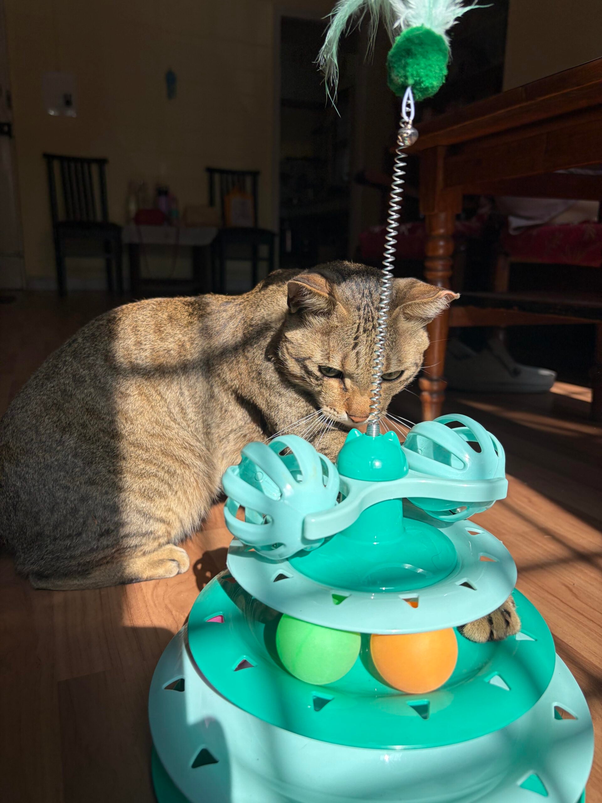 Adopt Taco