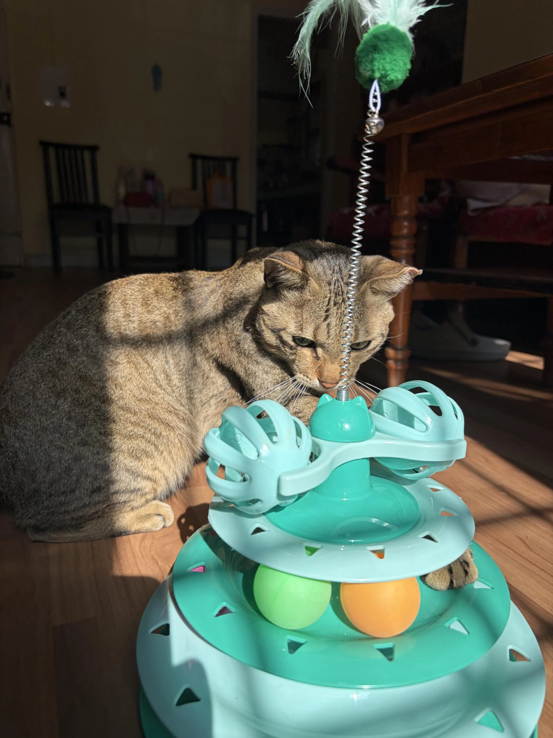 Adopt Taco