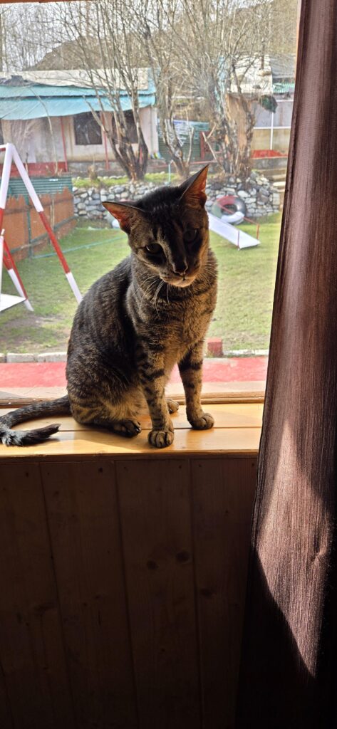 Neutered male cat adoption Hello Anybody looking to adopt a domesticated male cat (6 years old) in Ambala/Chandigarh/NCR?