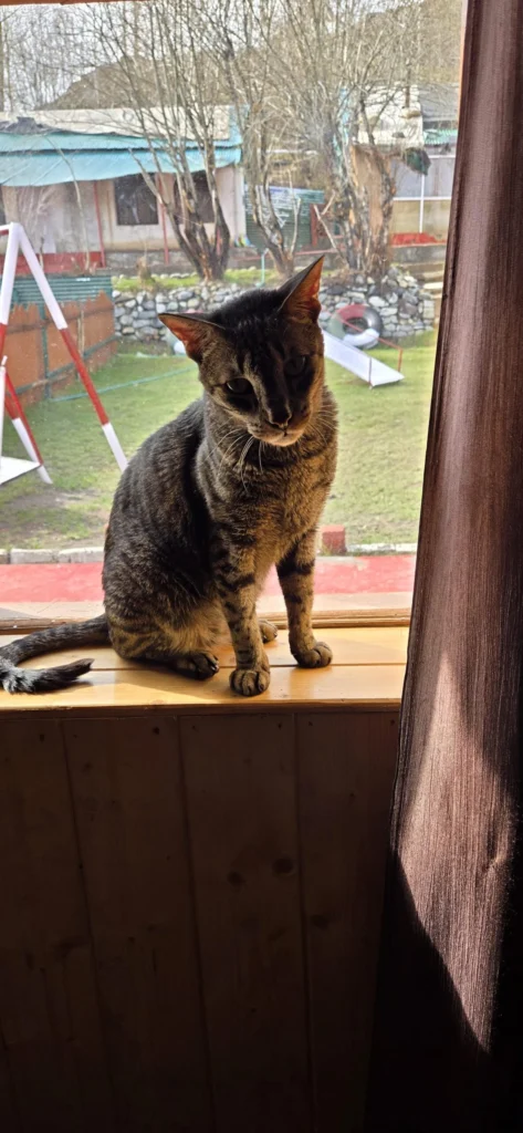 A six-year-old neutered and vaccinated male cat looking for a home in Ambala