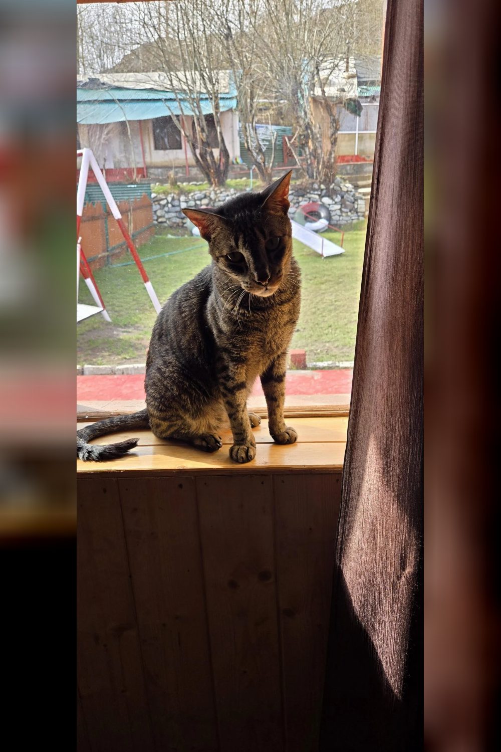 Neutered six-year-old male cat needs a home — Ambala