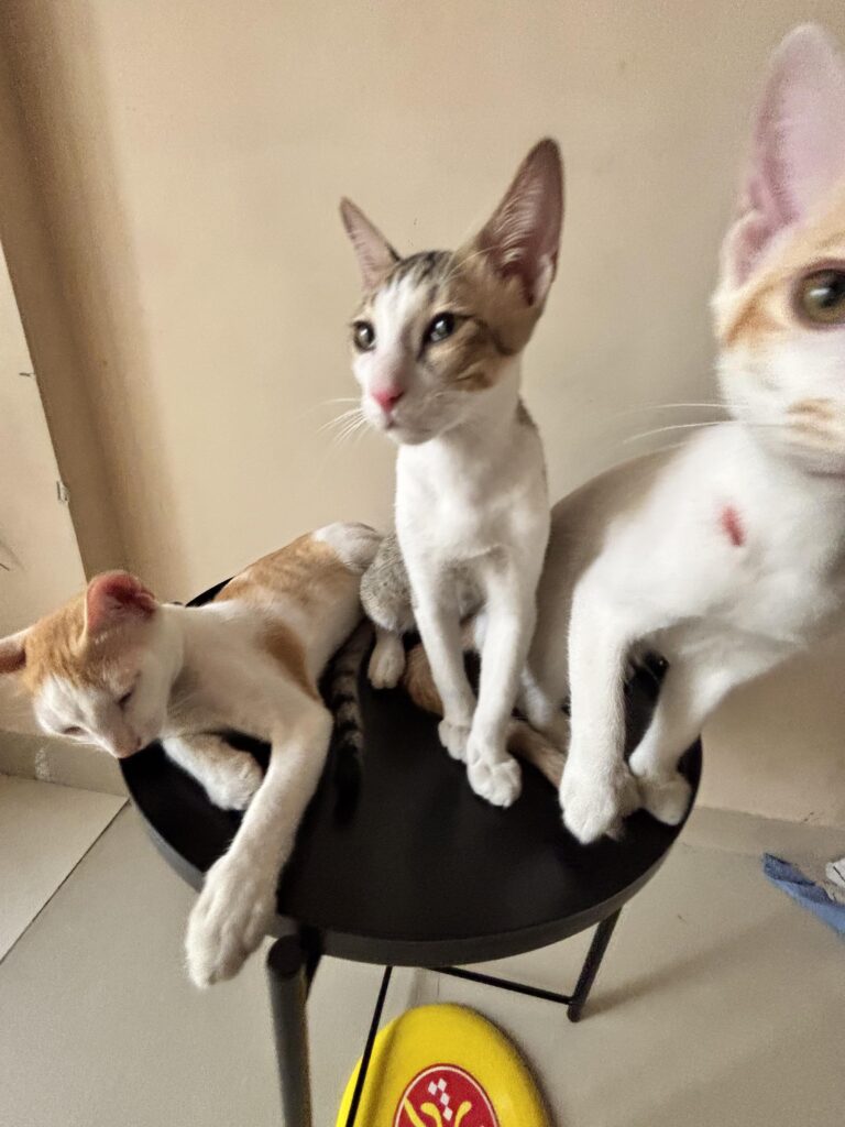 Navi Mumbai- adoption appeal