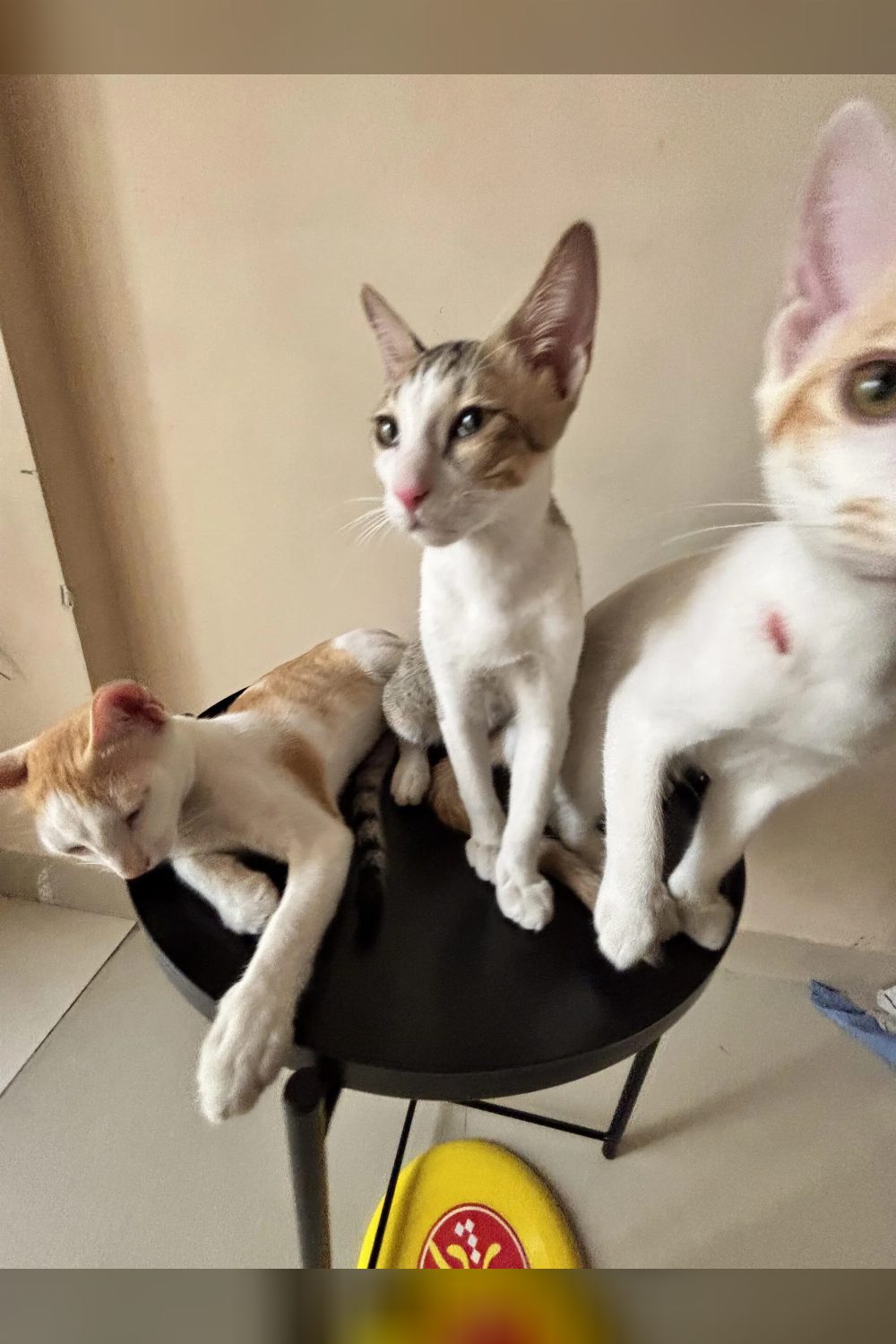 Navi Mumbai- adoption appeal