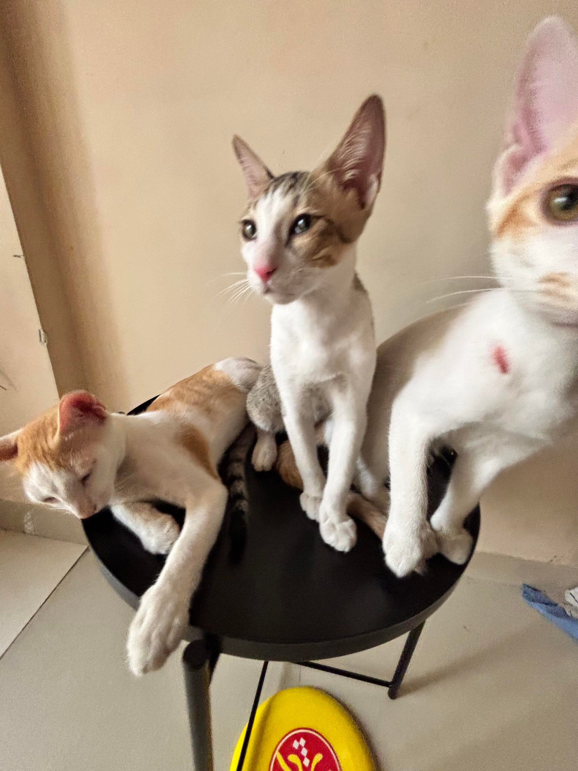 Navi Mumbai- adoption appeal