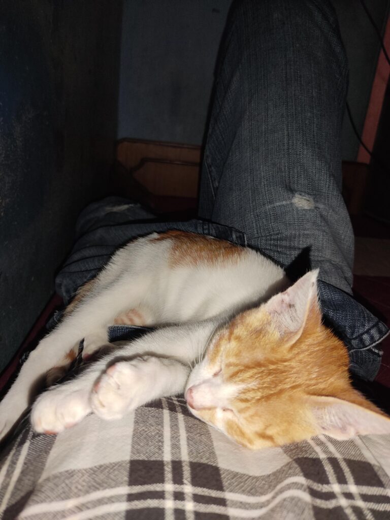 Cat for Adoption Hyderabad