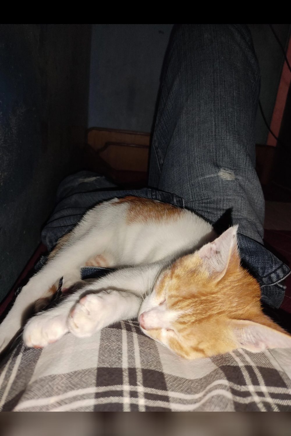 3-month-old cat for adoption — Hyderabad