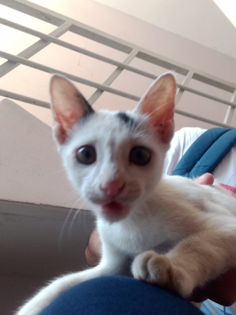 Kitten for adoption in Coimbatore
