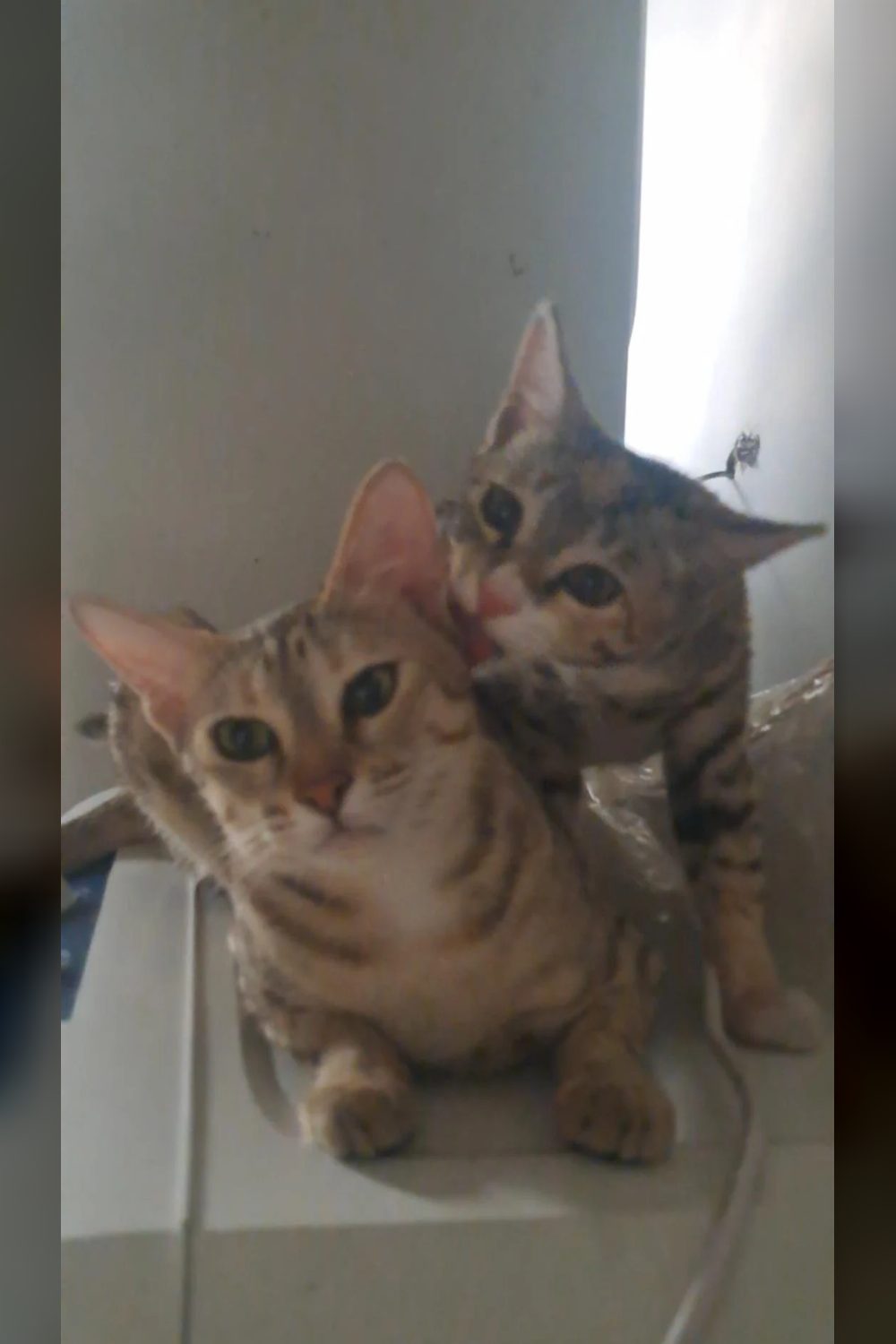 10-month-old cat for adoption — Bengaluru