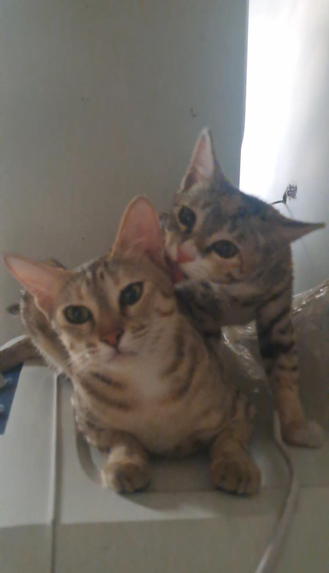 URGENT ADOPTION APPEAL- Milli & Maggie (HSR LAYOUT, BENGALURU)