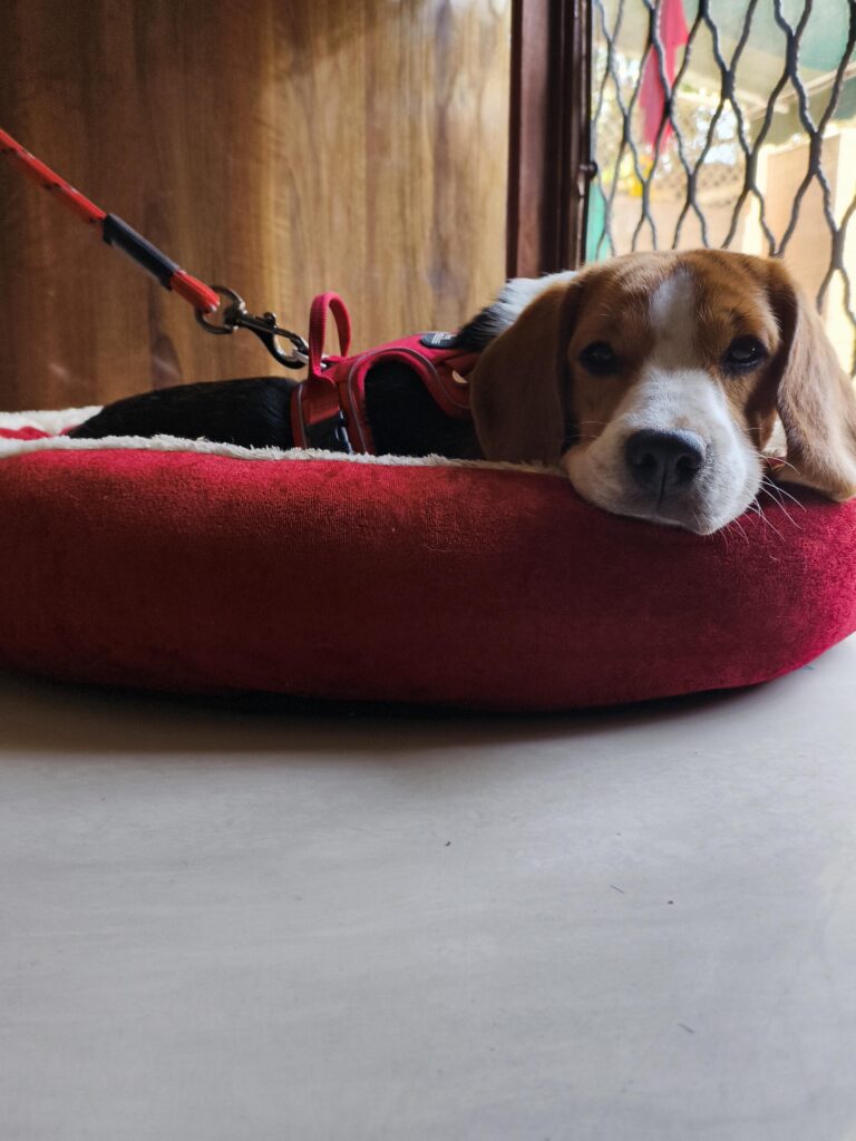 Beagle adoption (M)