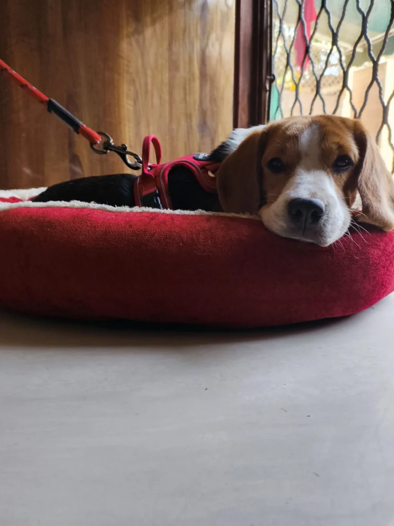 A tricolour Beagle resting his chin on the rim of a round red dog bed, wearing a red harness with a red lead attached