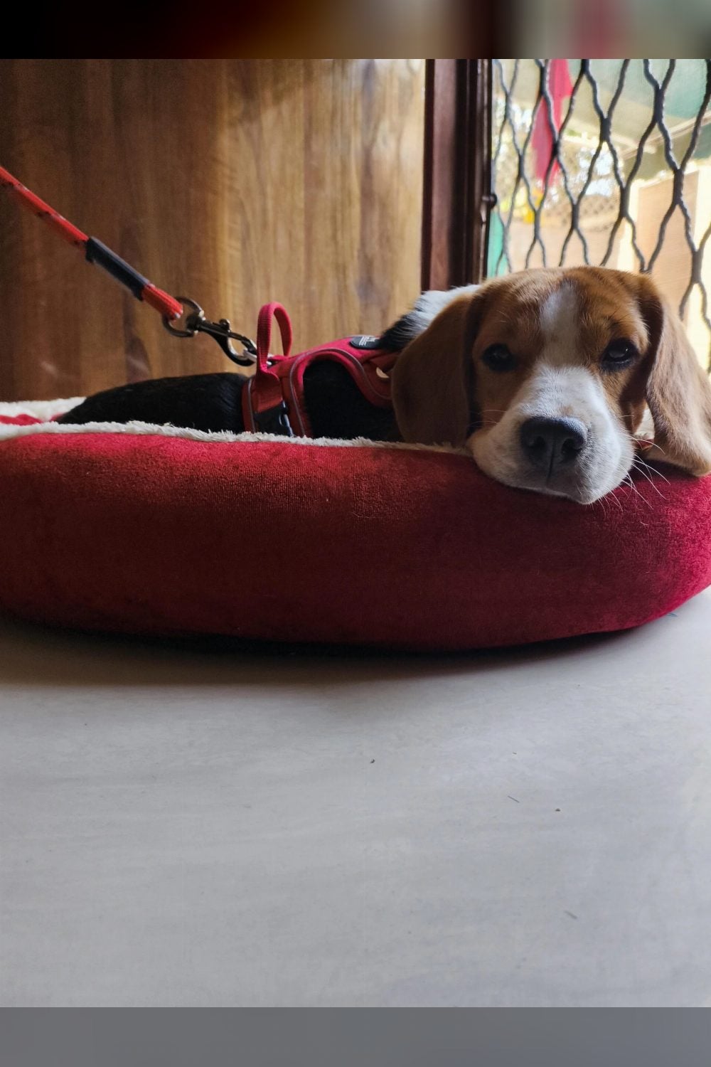 A One-Year-Old Beagle Whose Family Decided to Keep Him — Delhi NCR