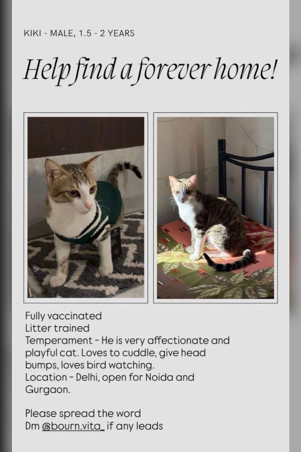 Kiki is still looking for his forever home | Male Indie cat in Delhi