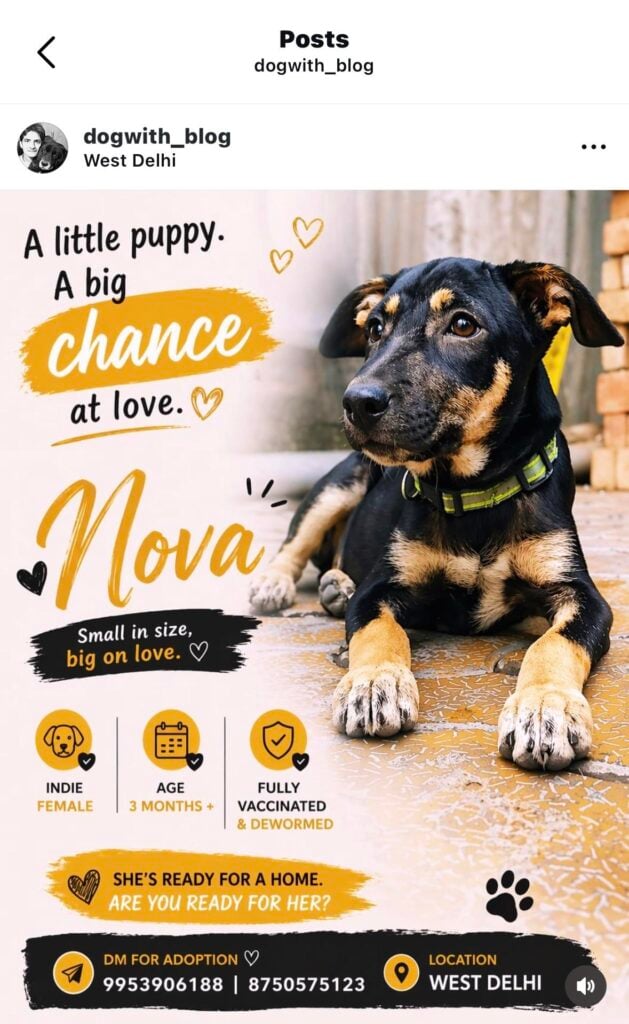 Desi puppies for adoption in Delhi NCR