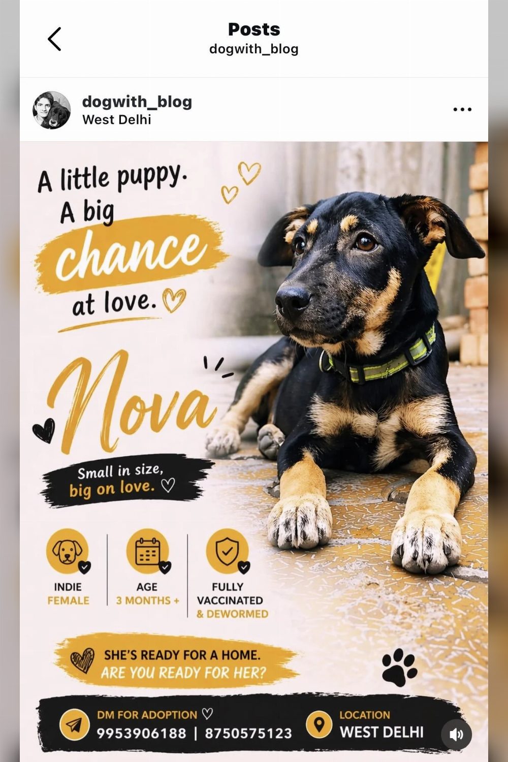 Desi puppies for adoption — Delhi NCR