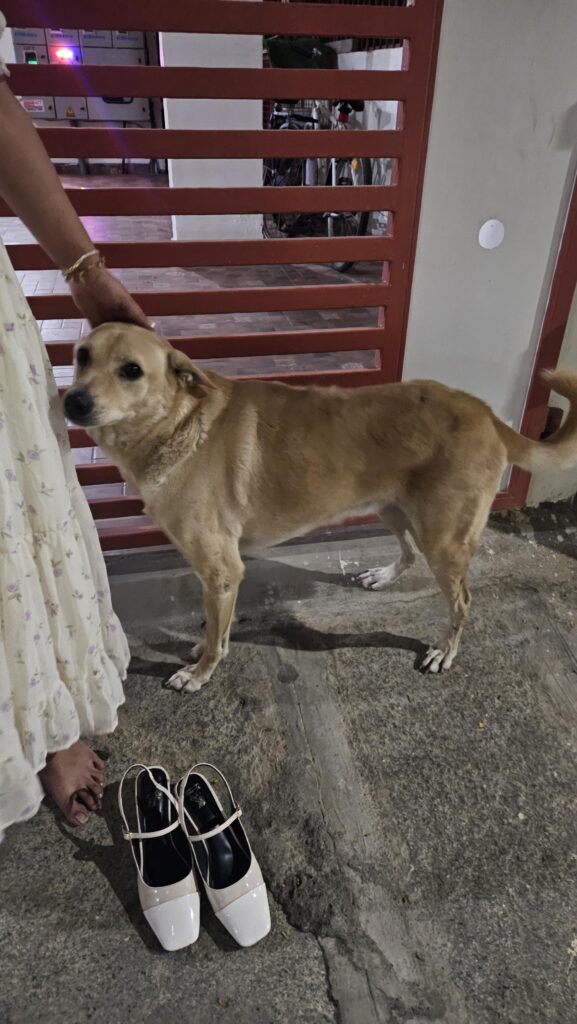 π¨ URGENT FOSTER / ADOPTION NEEDED β BANGALORE π¨