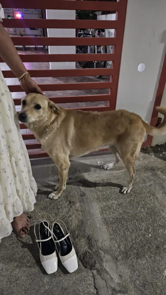 🚨 URGENT FOSTER / ADOPTION NEEDED – BANGALORE 🚨