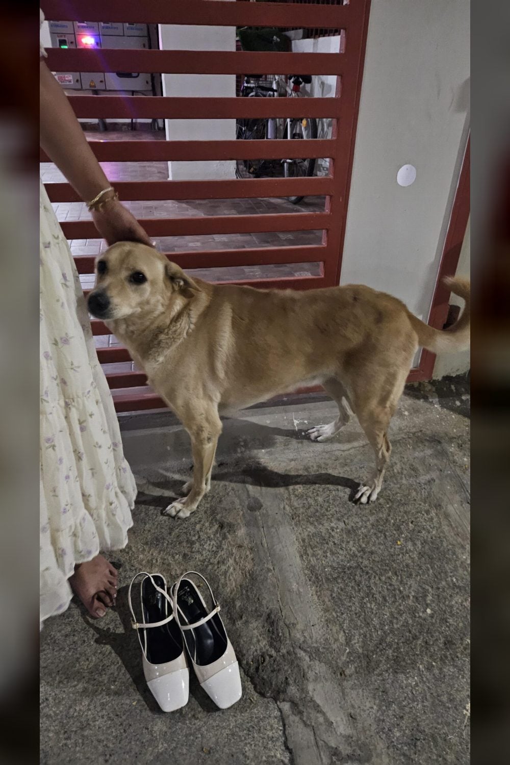π¨ URGENT FOSTER / ADOPTION NEEDED β Bengaluru π¨