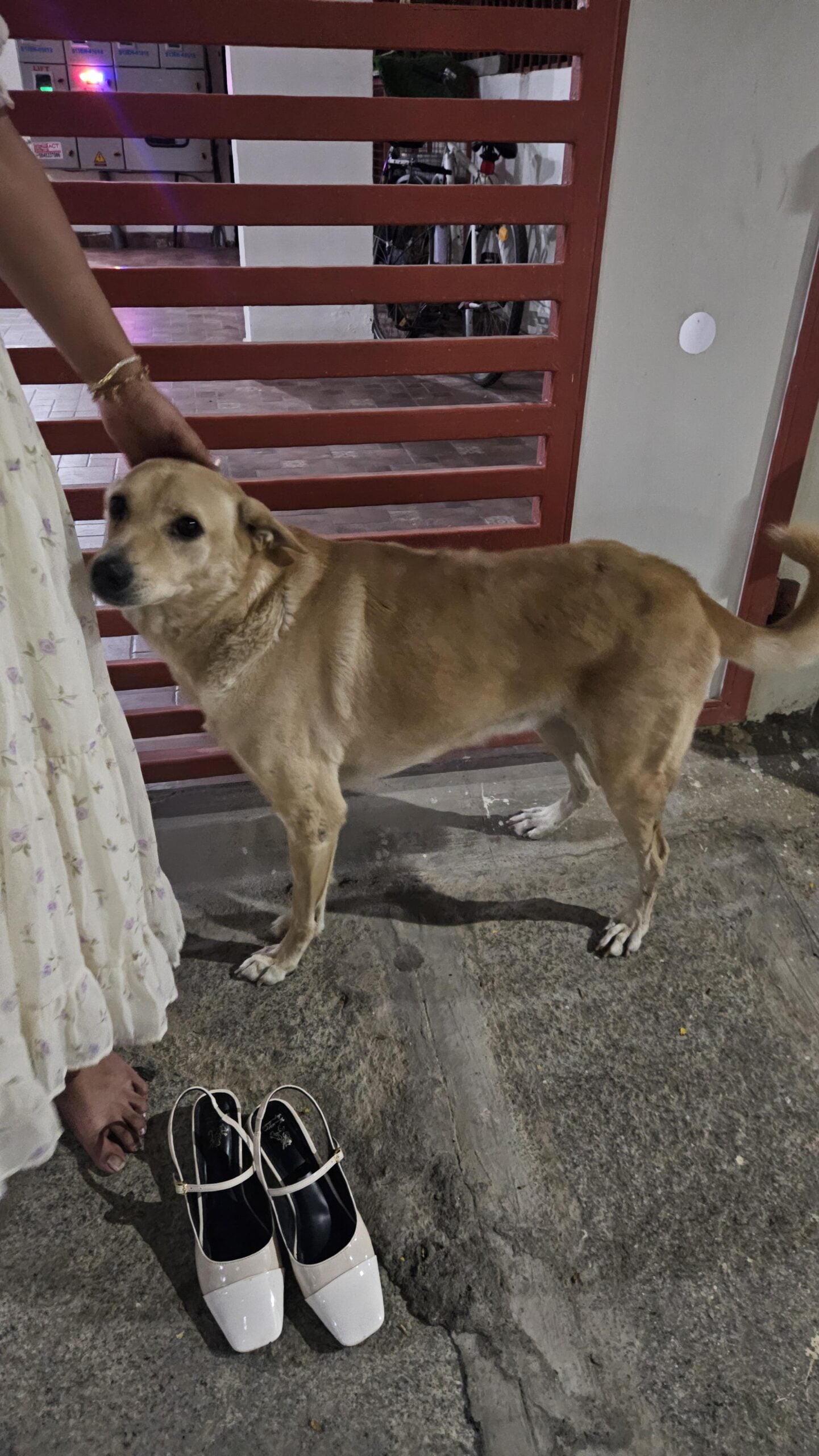 🚨 URGENT FOSTER / ADOPTION NEEDED – BANGALORE 🚨