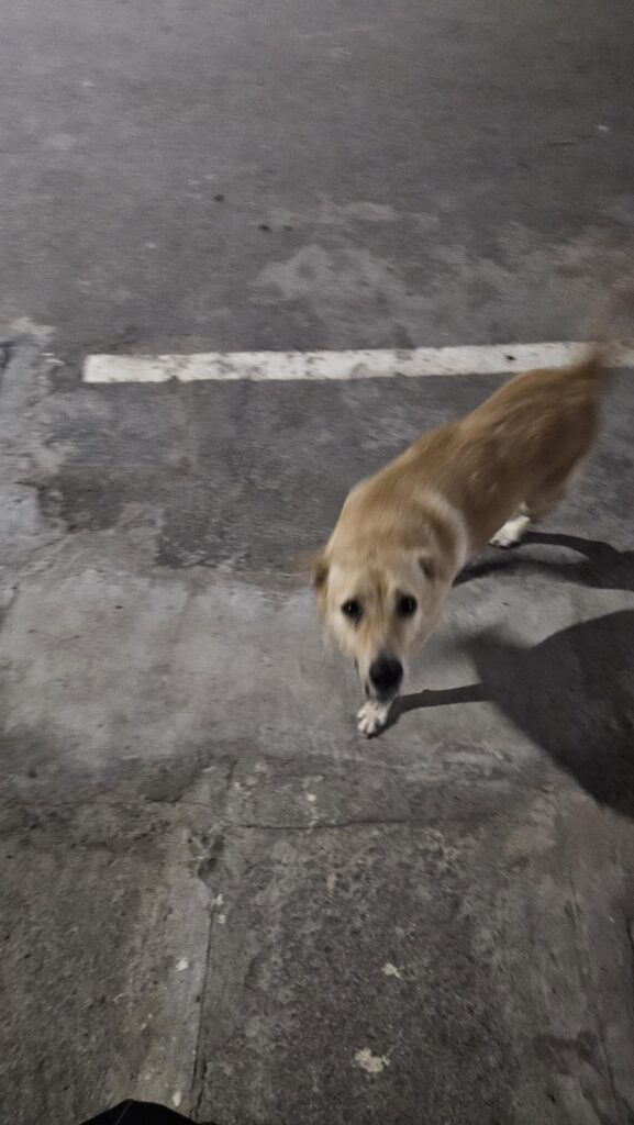 Found a super sweet dog, but he won’t survive out here 💔 (Kudlu Gate, Bengaluru)