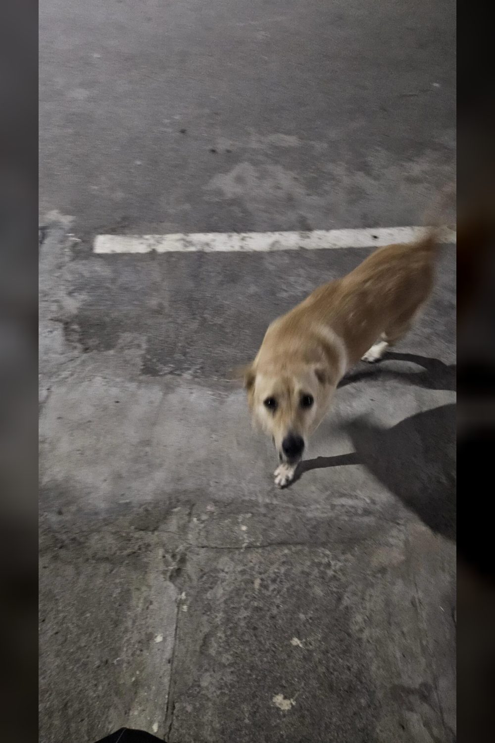 Found a super sweet dog, but he won’t survive out here 💔 (Kudlu Gate, Bengaluru)