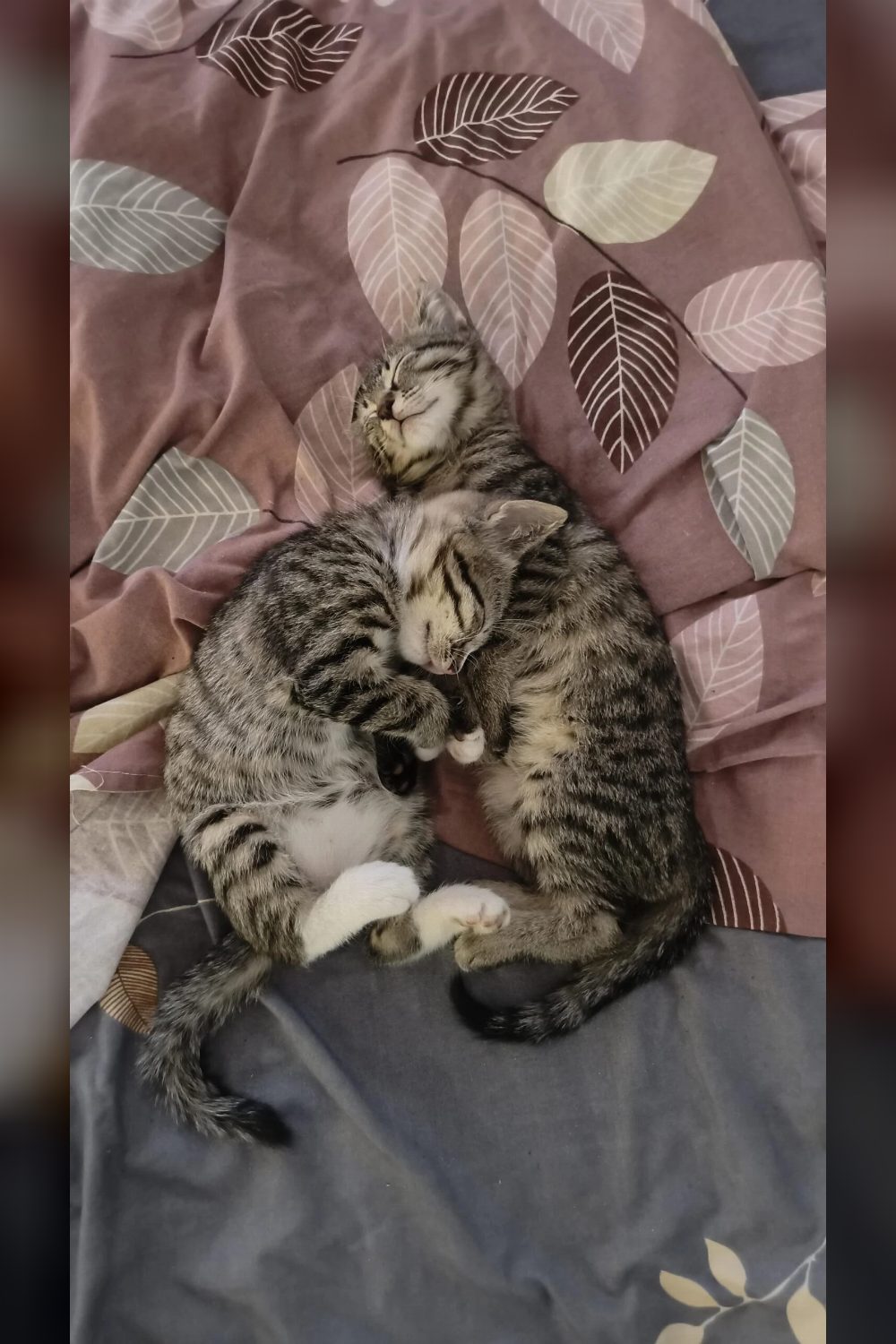 Pair kitten adoption — Dehradun