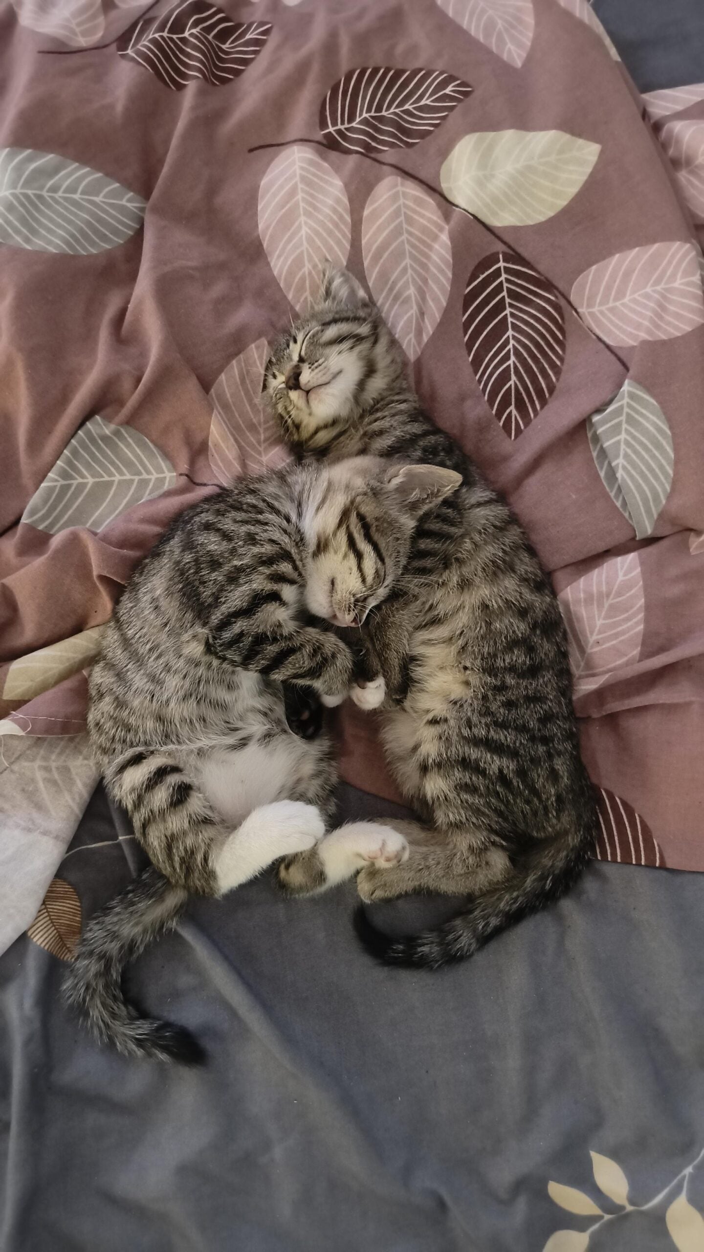 Pair kitten adoption in dehradun