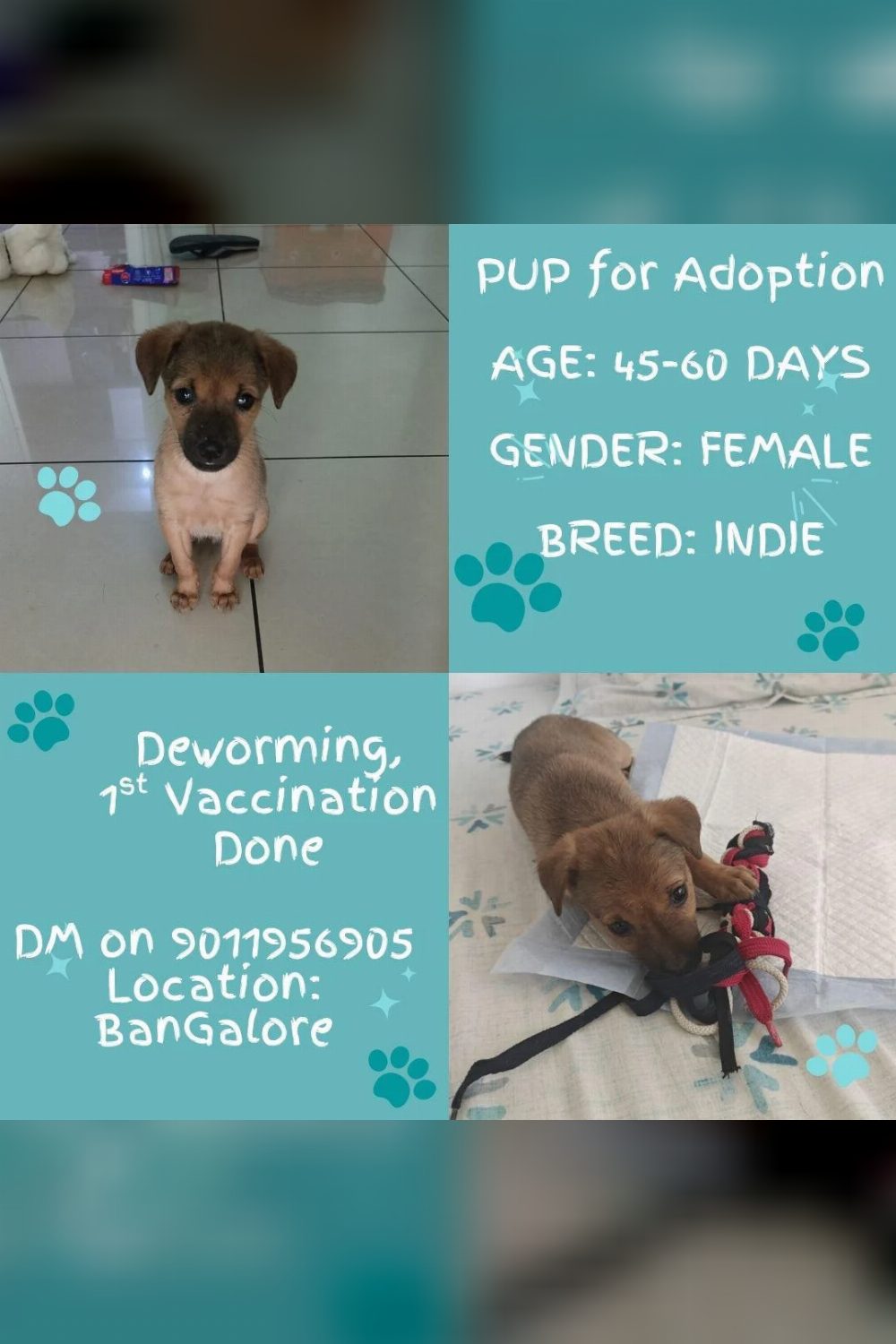 Sweet little pup is up for adoption — Bengaluru