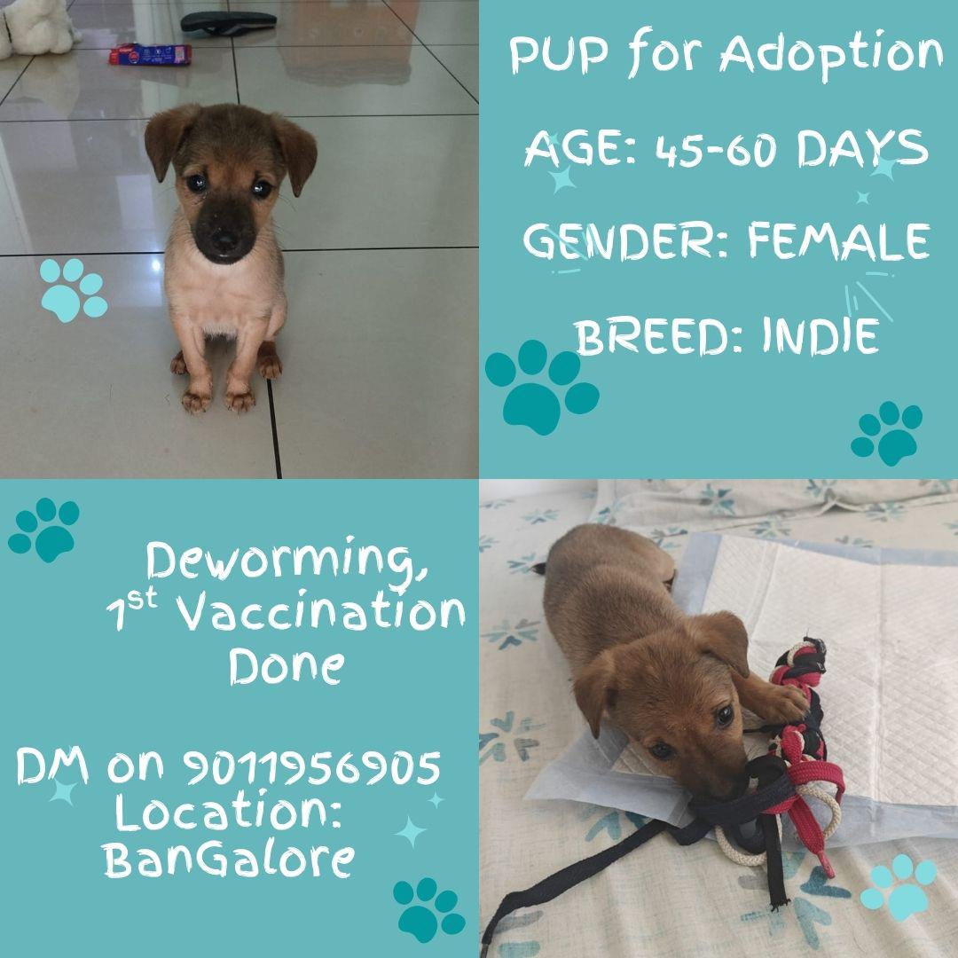 Sweet little pup is up for adoption