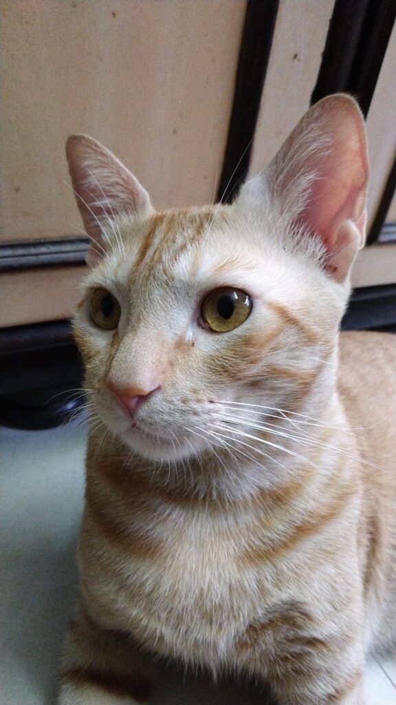 1 year old cat for adoption in malad, mumbai