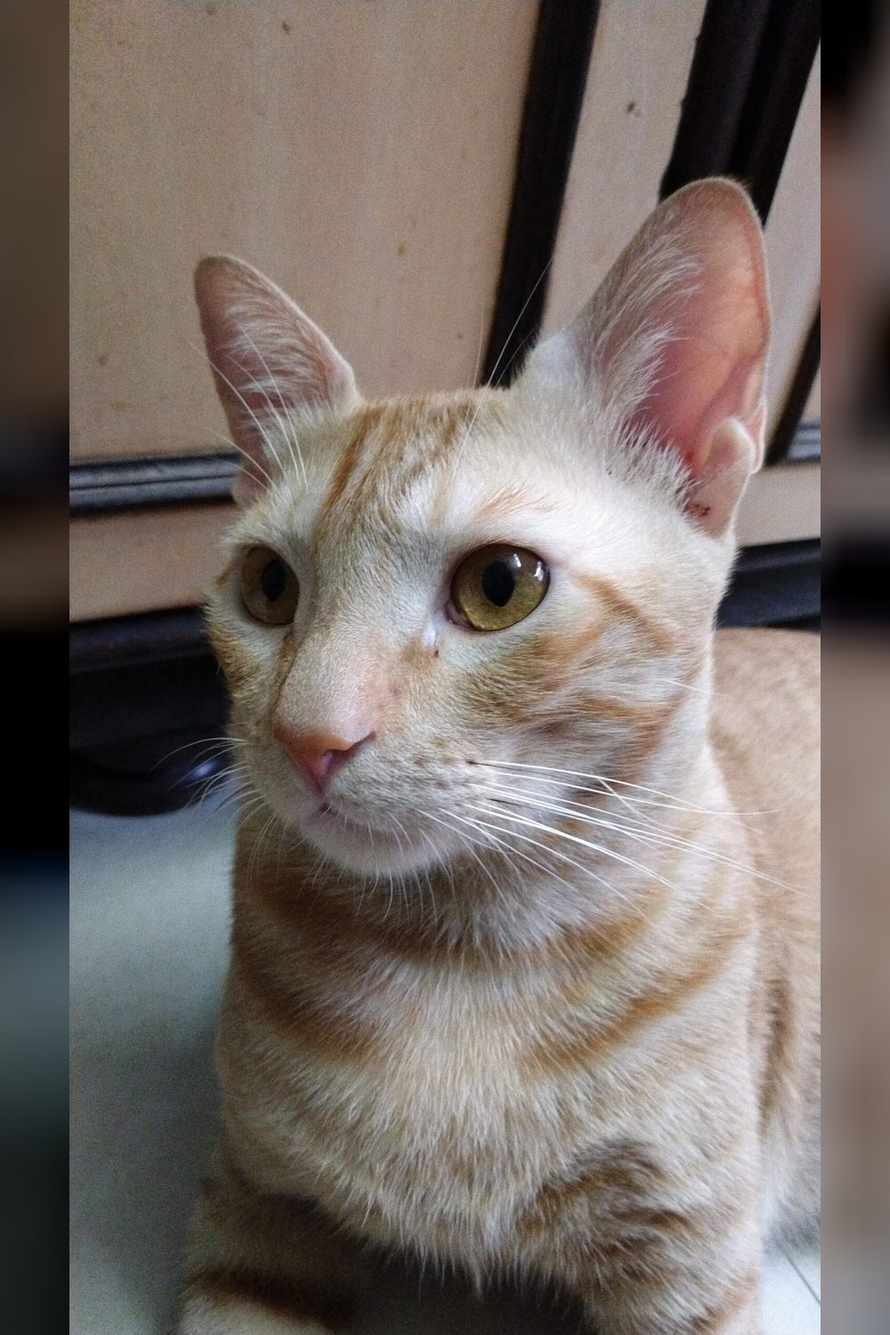 1-year-old male cat for adoption in Malad — Mumbai