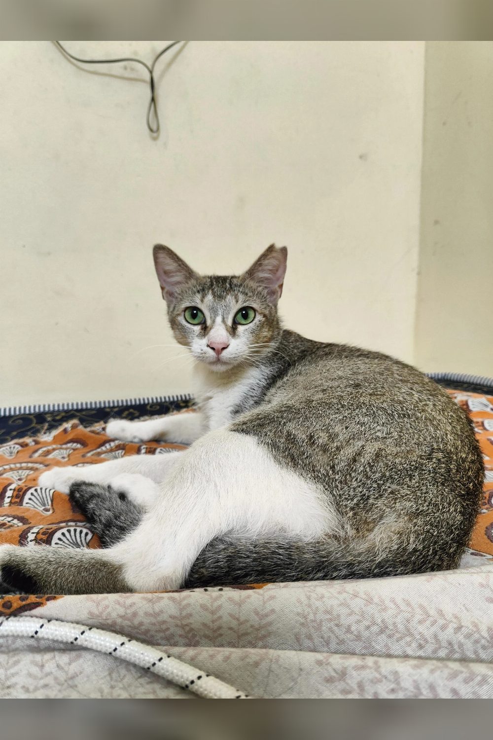 2-year-old female cat for adoption — Mumbai