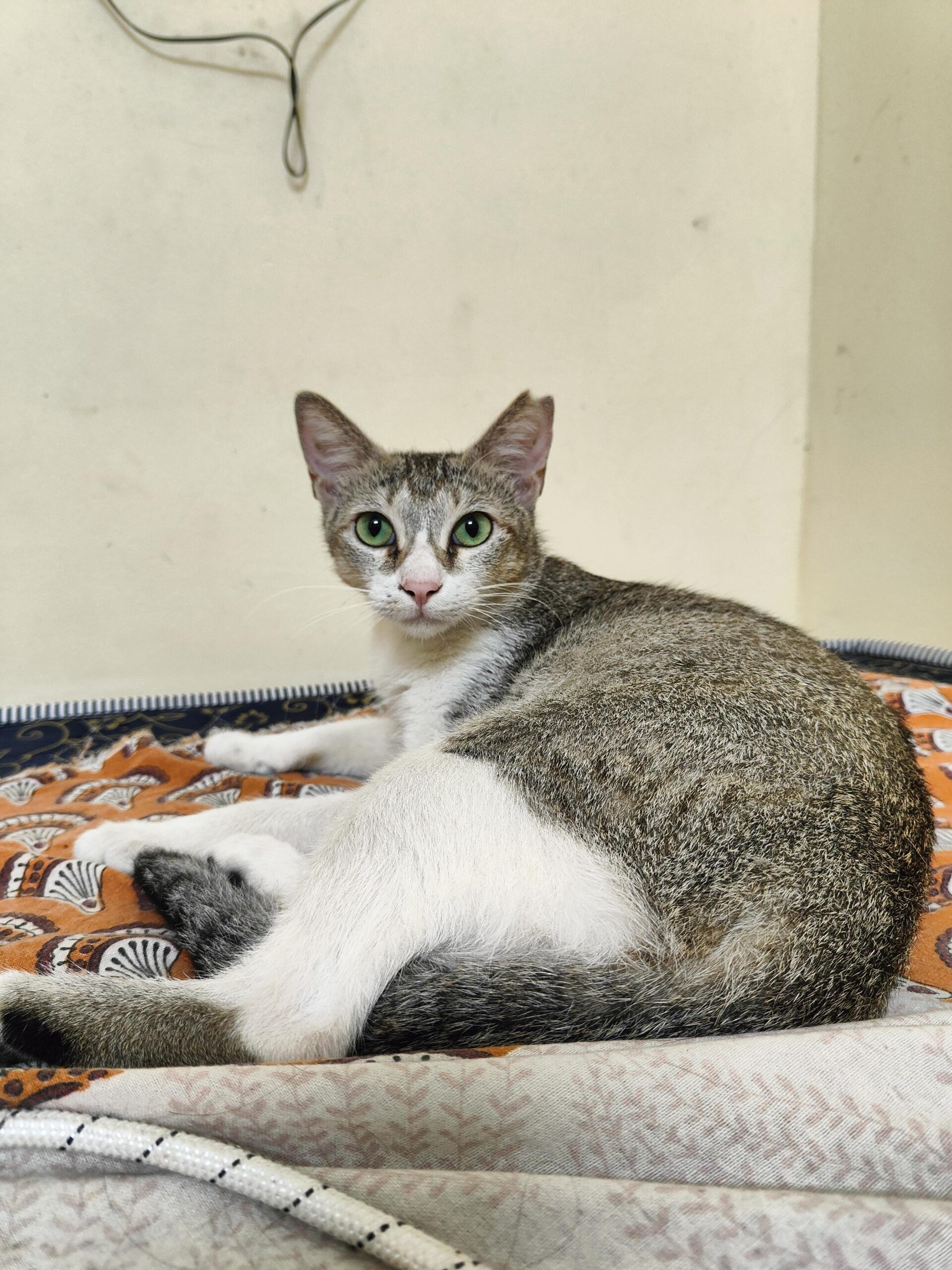 Adoption appeal: 2 year old Female Cat in Mumbai