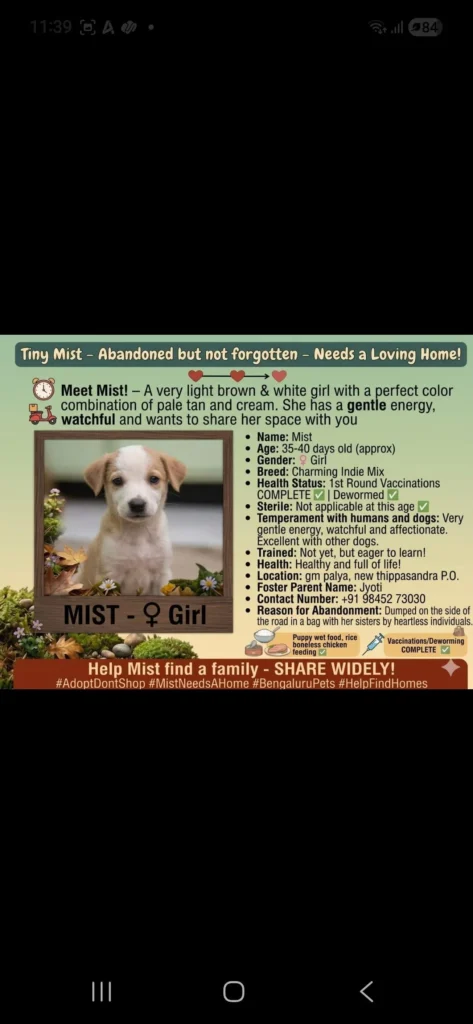 4 abandoned 4o days ols puppies for adoption
