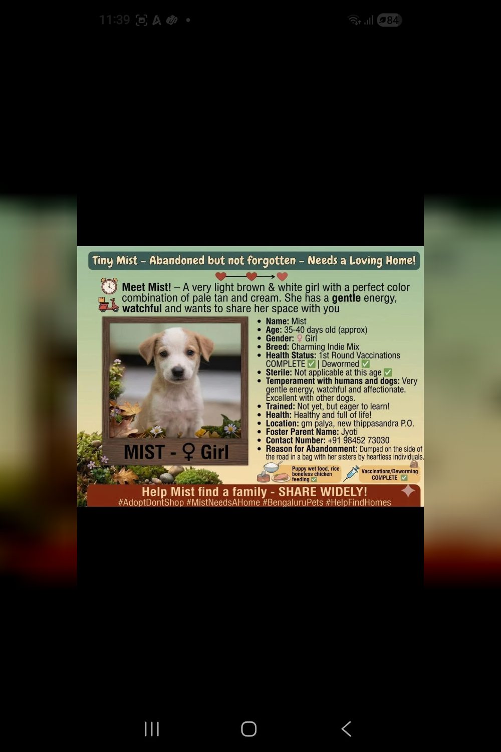 4 abandoned 4o days ols puppies for adoption — Bengaluru