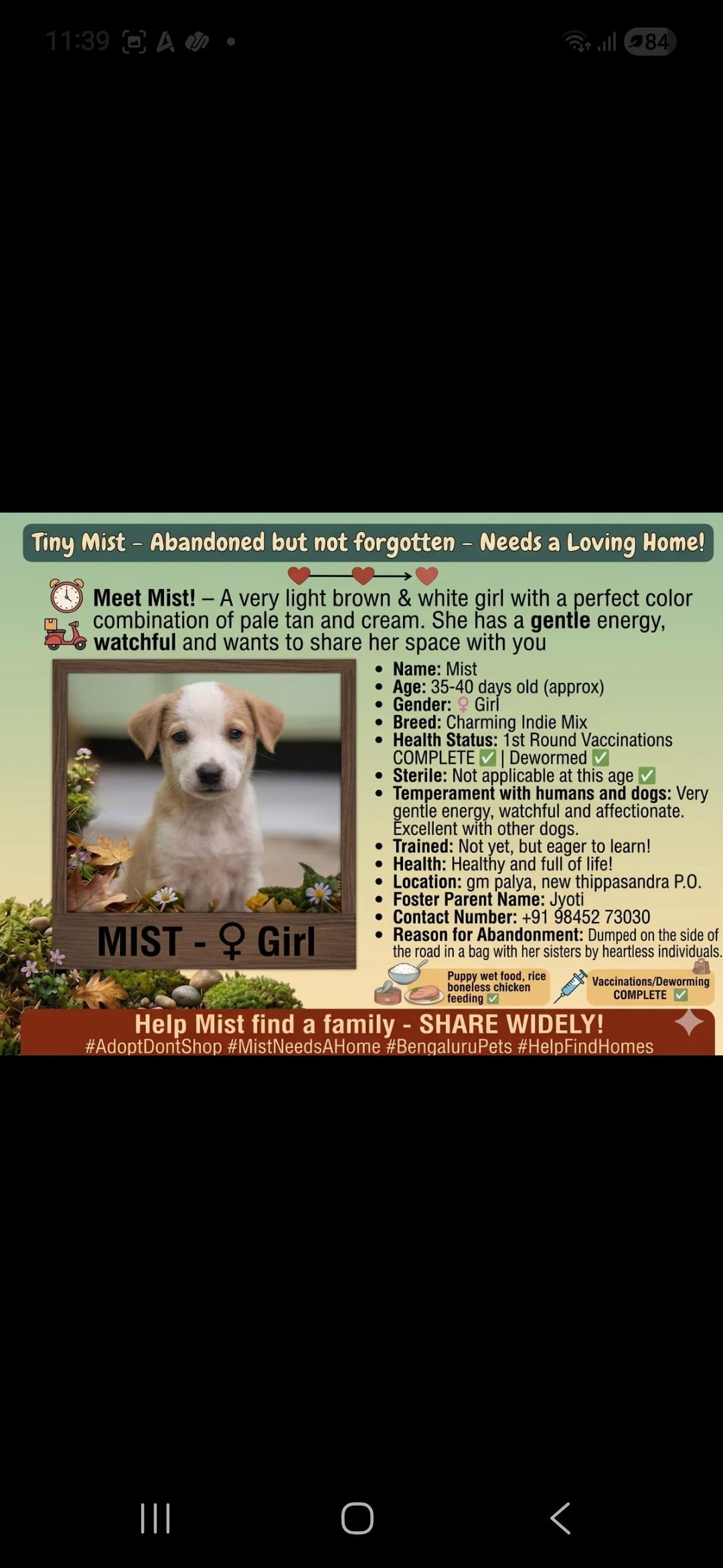 4 abandoned 4o days ols puppies for adoption