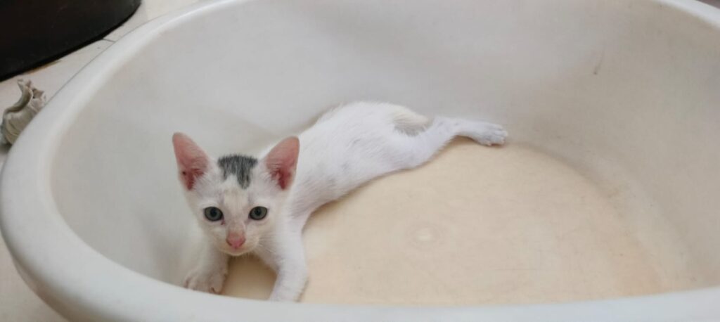 Adoption appeal for these yin yang brothers β―οΈ (chennai)