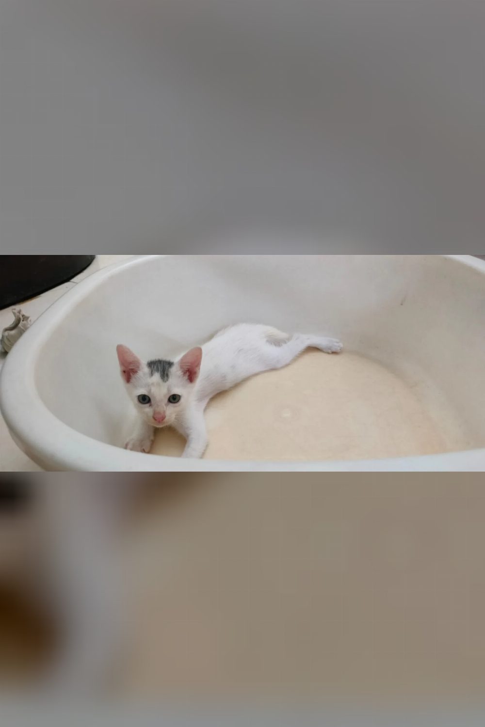 The yin yang brothers, two near-identical kittens, both got adopted — Chennai
