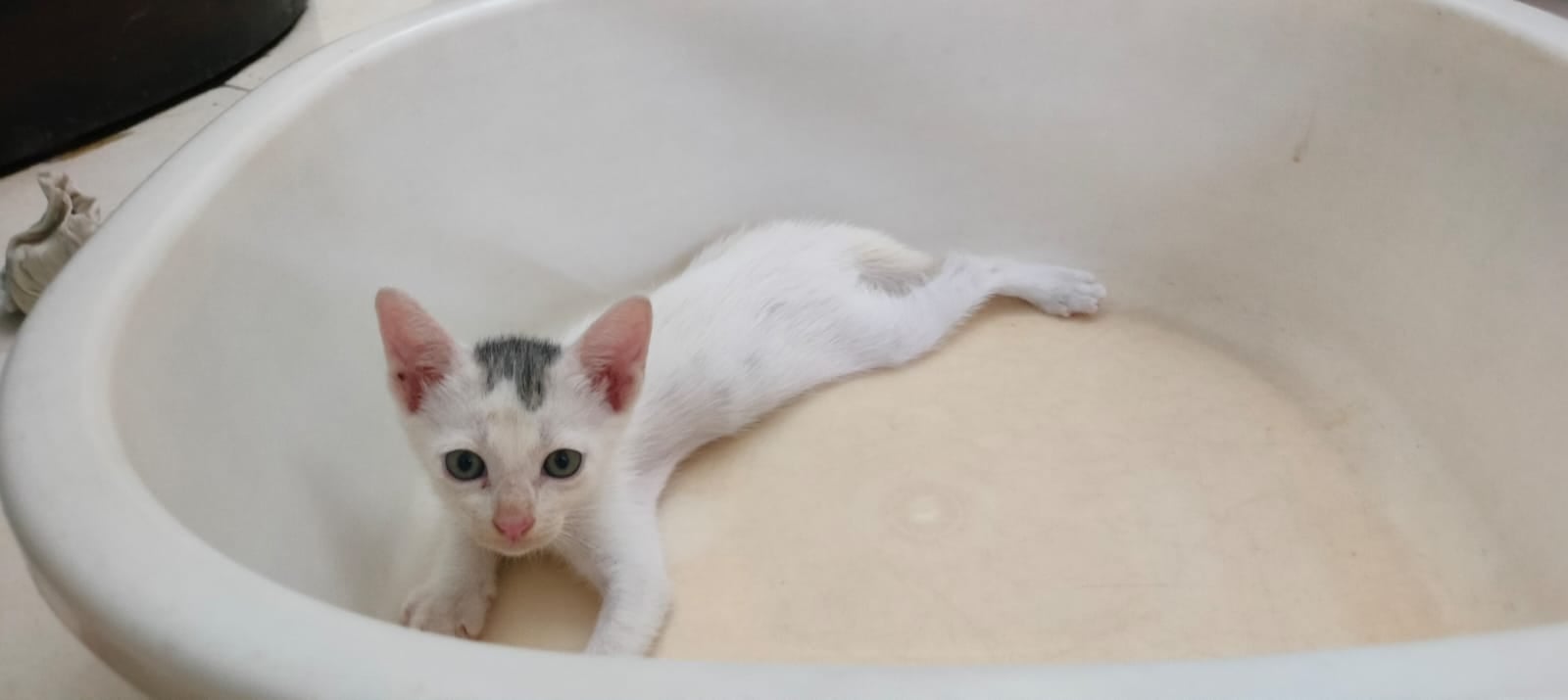 Adoption appeal for these yin yang brothers ☯️ (chennai)