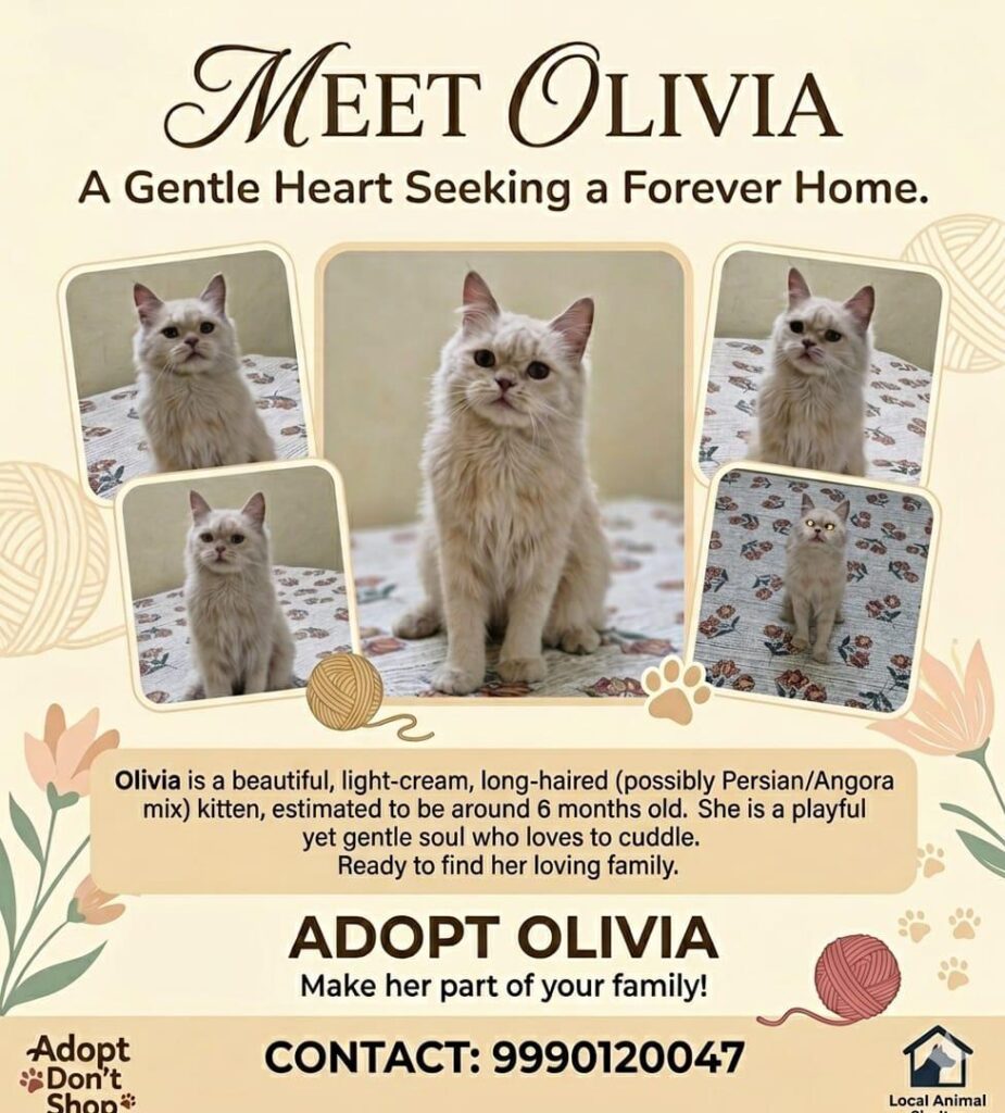 6-month-old kitten for adoption in Delhi
