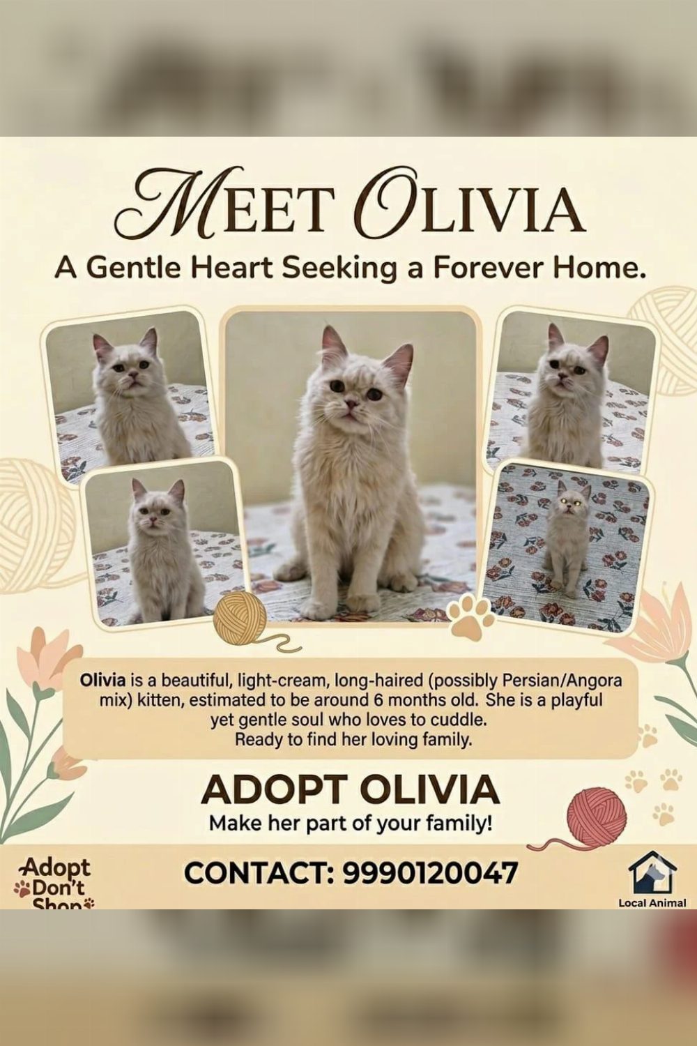 6-month-old kitten for adoption in Delhi