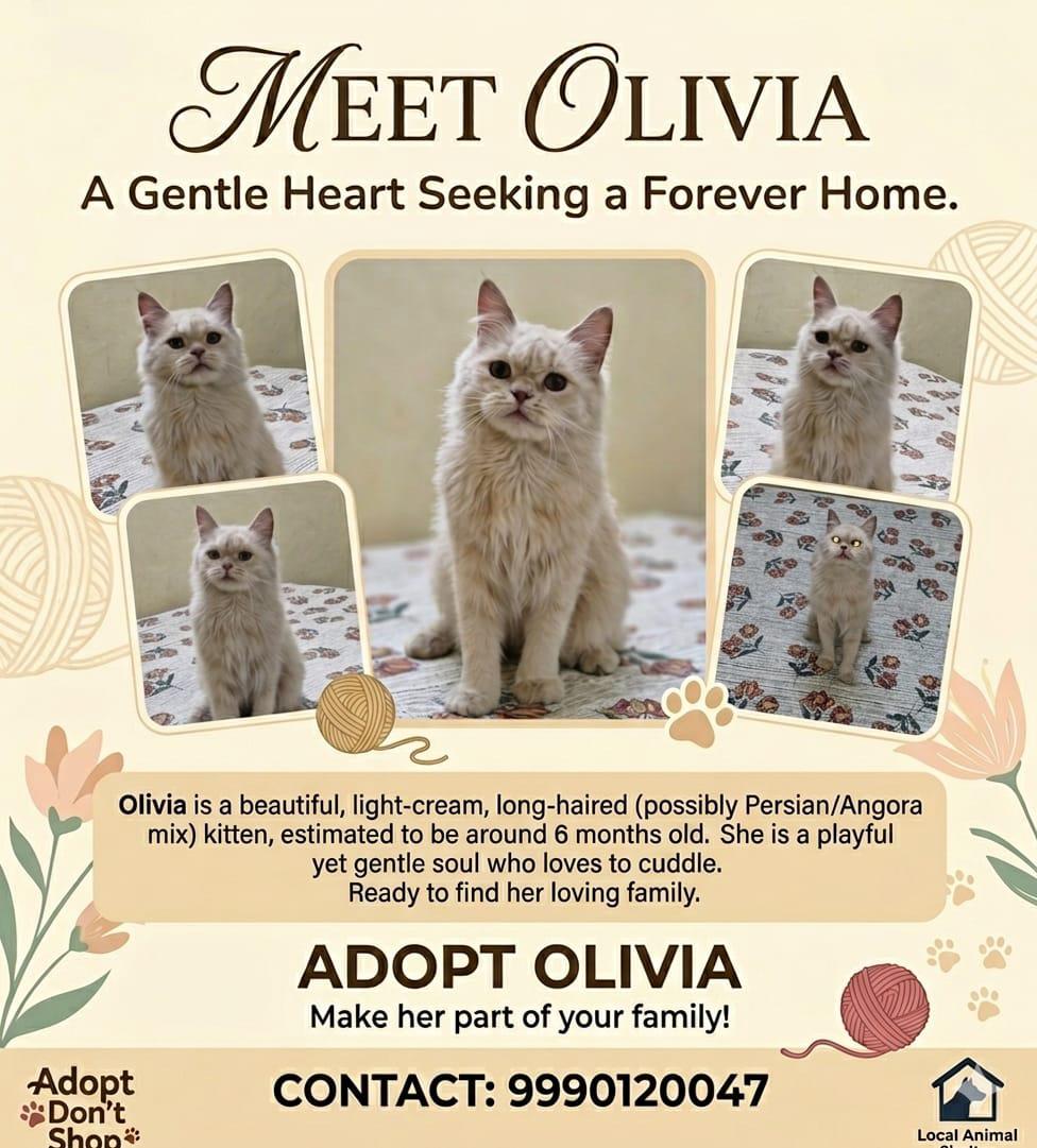 6-month-old kitten for adoption in Delhi