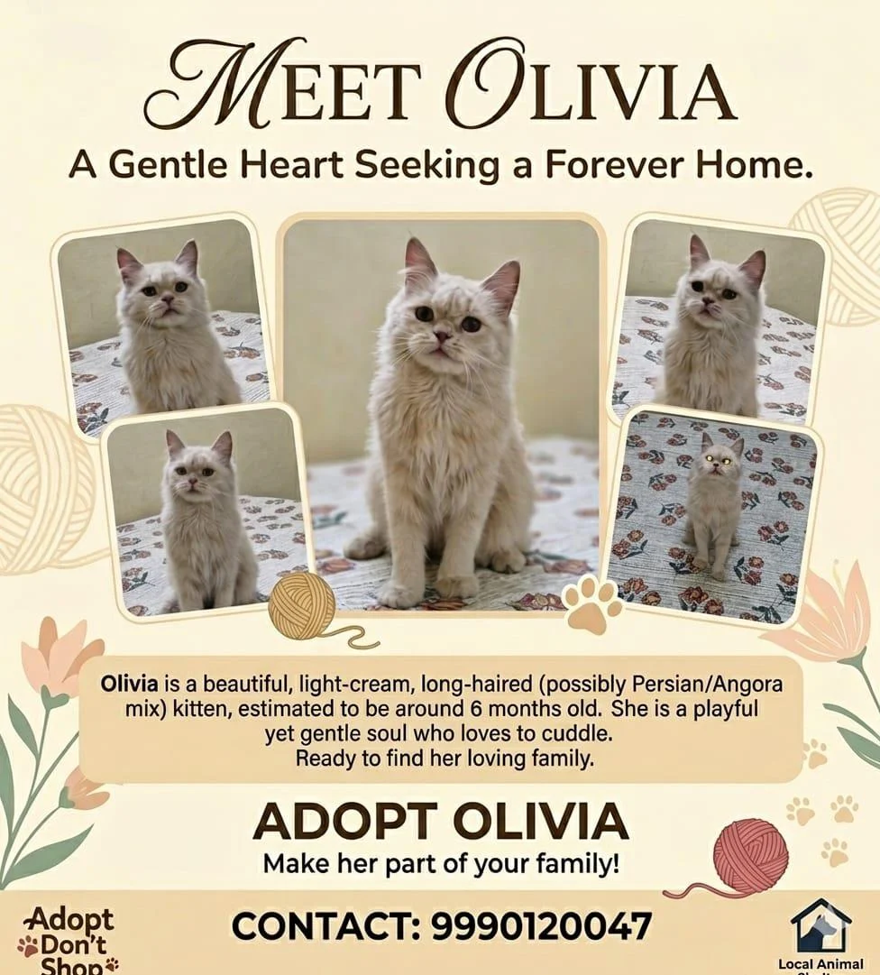 6-month-old kitten for adoption in Delhi
