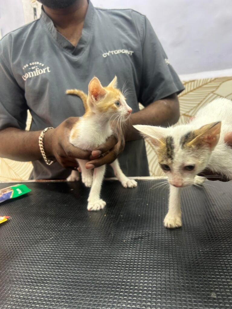 KITTEN ADOPTION HELP MUMBAI