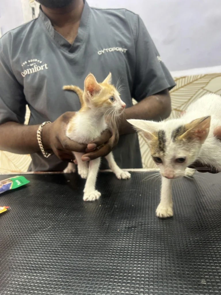 KITTEN ADOPTION HELP MUMBAI